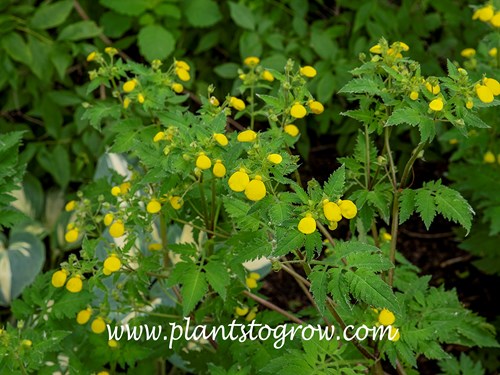 Calceolaria mexicana